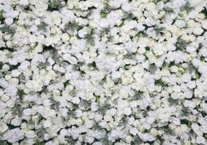 Hvítar Rósir blómaveggur