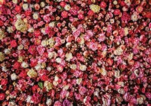 Bleikar Rósir blómaveggur