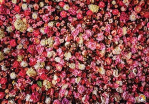 25. Bleikar Rósir blómaveggur