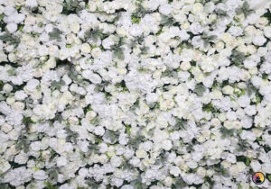 24. Hvítar Rósir blómaveggur